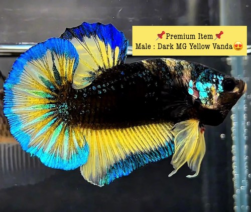 Live betta fish plakat - live,