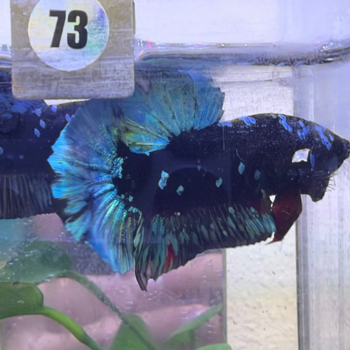 Plakat avatar nebula male - plakat,
