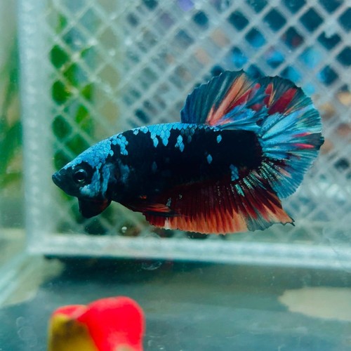 Plakat avatar nebula - nebula, male