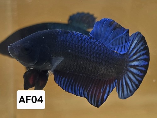 Betta plakat fighter - betta,